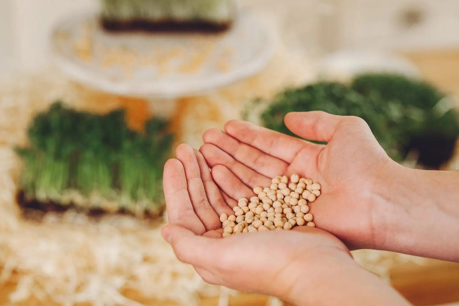 Healthy agricultural crops growing in a field
