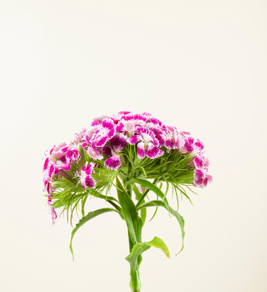 Flower crops